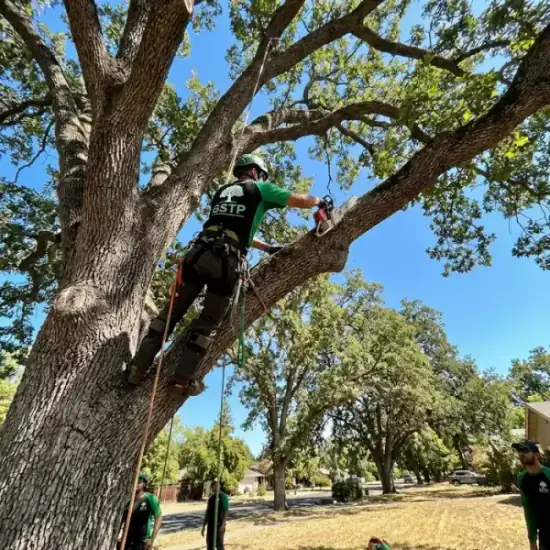 Certified arborist climbing a Everett oak tree with chainsaw