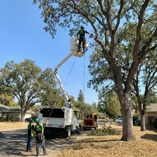 Bucket truck trimming a large oak tree in Everett