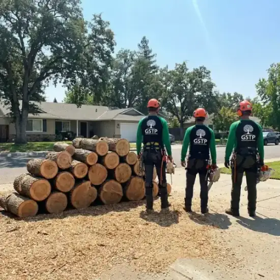 Freshly cut oak logs from a Everett tree removal